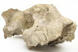 Fossil Running Rhino (Subhyracodon) Partial Skull - Wyoming #216121-6